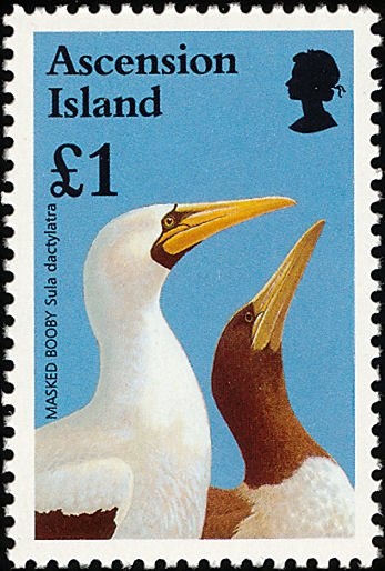 Domestic Cat (Felis silvestris catus)