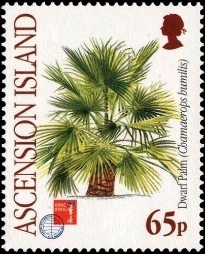 World Cup - Australia Qualifies