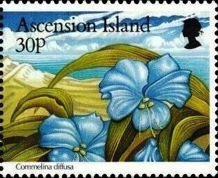 Green Turtle (2019 Imprint)