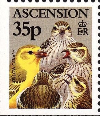 Beluga (Delphinapterus leucas)