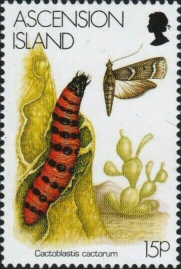 ATM Stamp - Native Flora & Fauna (Flannel flower)