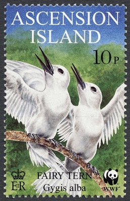 Canara (Cordia dentata)