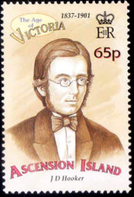 Brown Booby (Sula leucogaster)