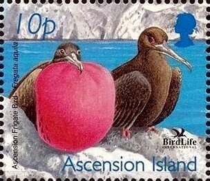 Fairy Tern (Gygis alba)