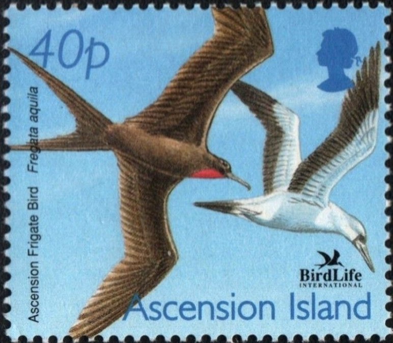 Eastern Yellow Robin (Eopsaltria australis)