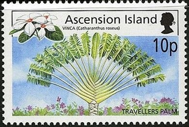 Bermuda Blue Angelfish (Holacanthus ciliaris)