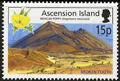 Leadbeater's Possum (Gymnobelideus leadbeateri)