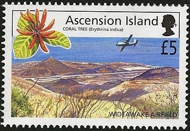 Lubbocks Damselfish (Stegastes lubbocki)