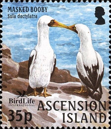 Christmas Bush for His Adorning