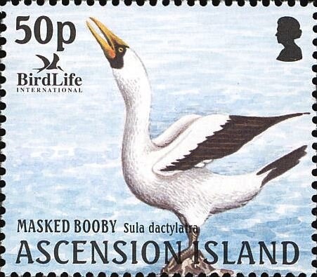 Vanda Tessellate Blue