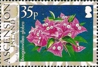 Masked Booby (Sula dactylatra)