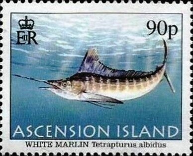 Atlantic Spotted Dolphin (Stenella frontalis)