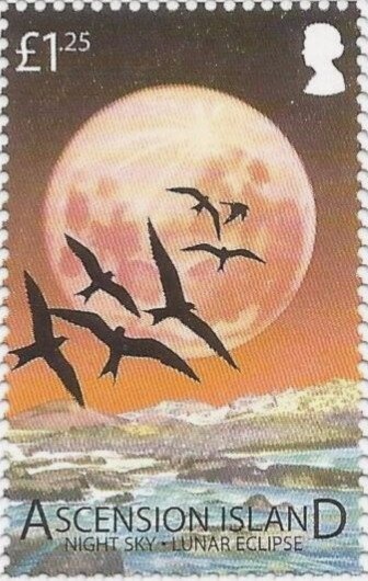 Ostrich (Struthio camelus)