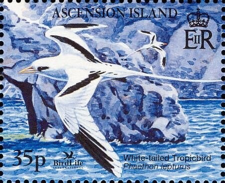 Dama di noomi (Tchinopsis lageniformis)