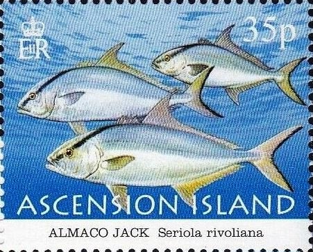 Dingo (Canis lupus dingo)