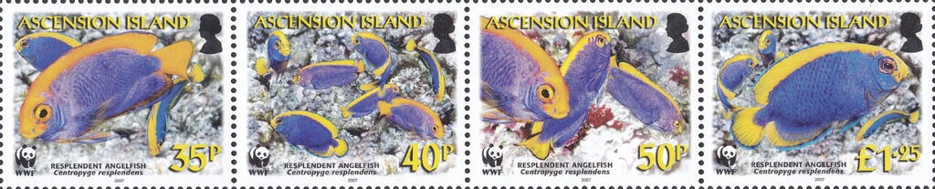 Maderian Storm Petrel (Oceanodroma castro)