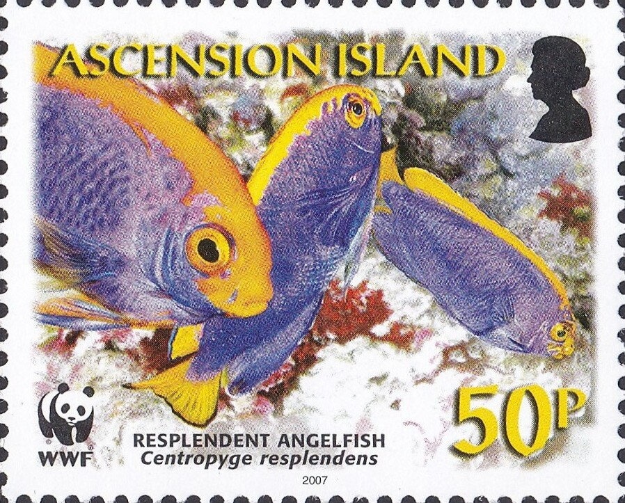 Red-necked francolin (Francolinus afer)