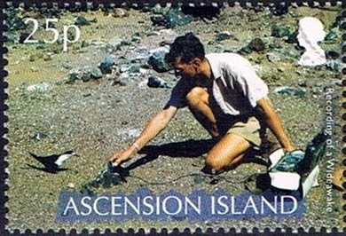 Watermelon (Citrulus lanatus)