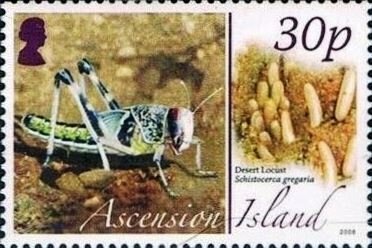 Red-billed Tropicbird (Phaethon aethereus)