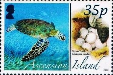 Land Crab (Gecarcinus lagostoma)