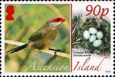 Spiny Mirbelia (Mirbelia spinosa)