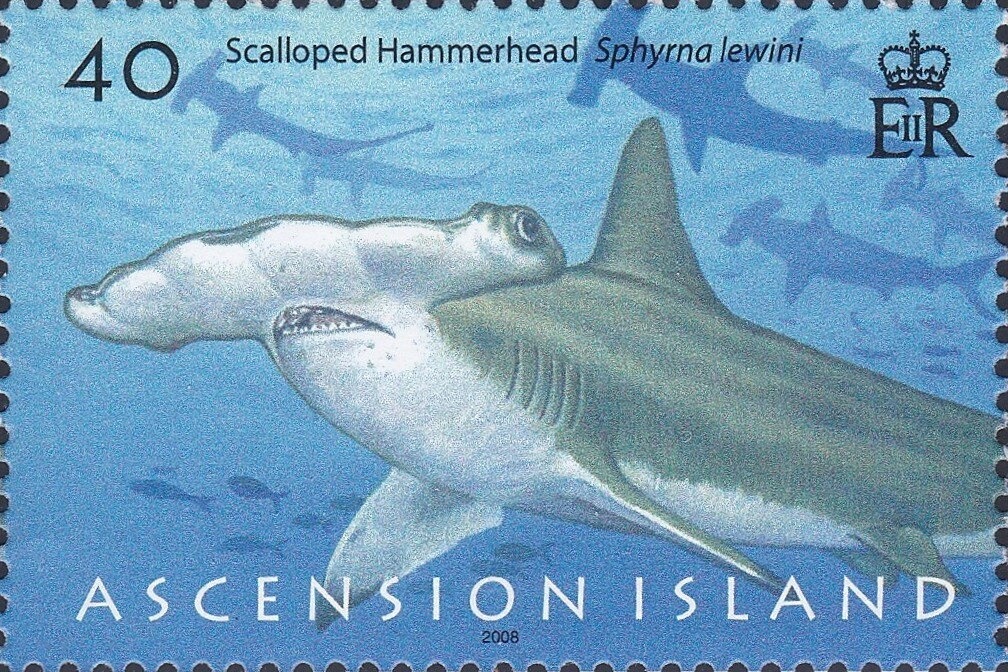 Squirrelfish (Holocentrus adscensionis)