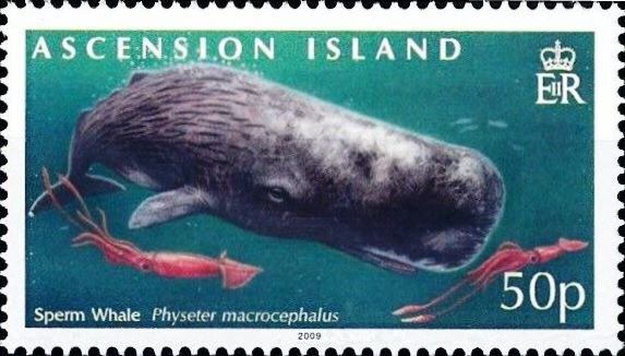 Resplendent Pygmy Angelfish (Centropyge resplendens)