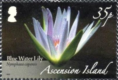 Brown Noddy (Anous stolidus)