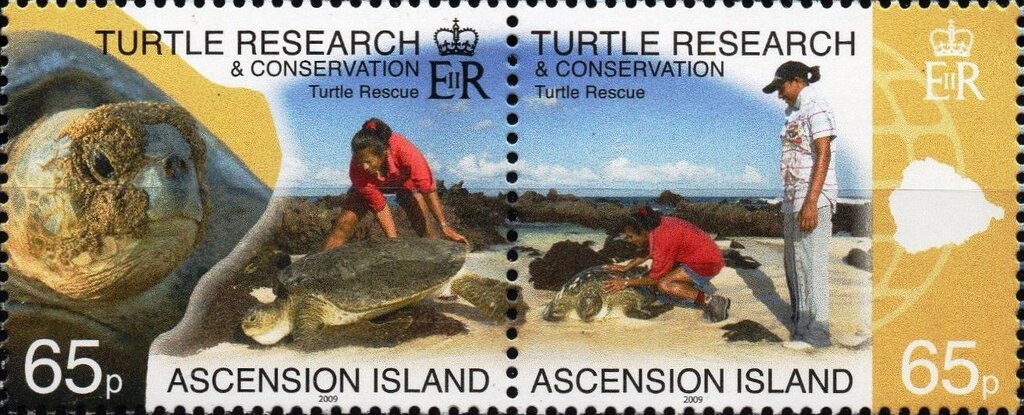 Burrowing Owl (Athene cunicularia arubensis)