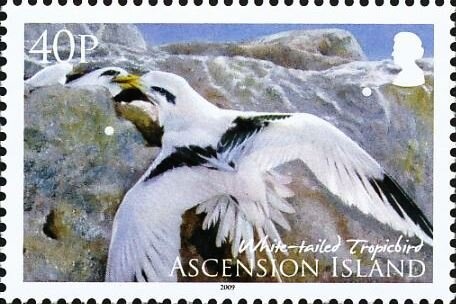 Squirrelfish (Holocentrus adscensionis)