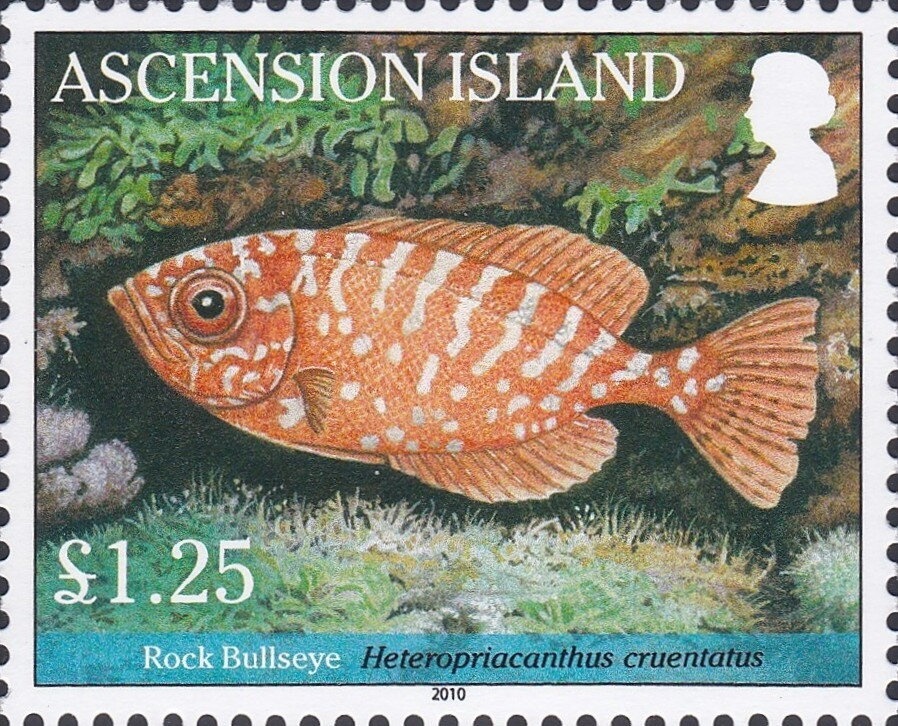 Swordgrass Brown (Tisiphone abeona)