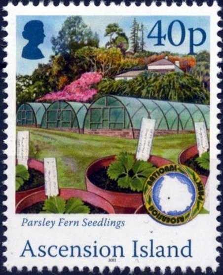 Eucalyptus camaldulensis