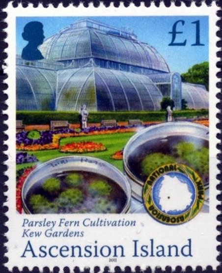 Crimson Rosella (Platycercus elegans)