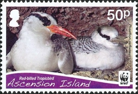 Banded Butterflyfish (Chaetodon striatus)