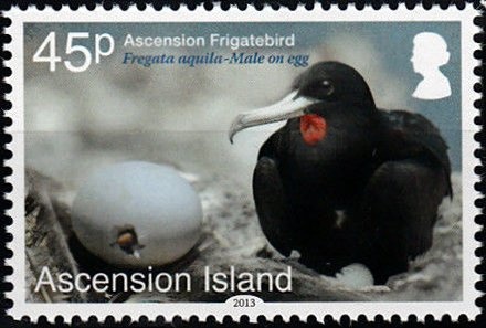Fairy Tern (Gygis alba)