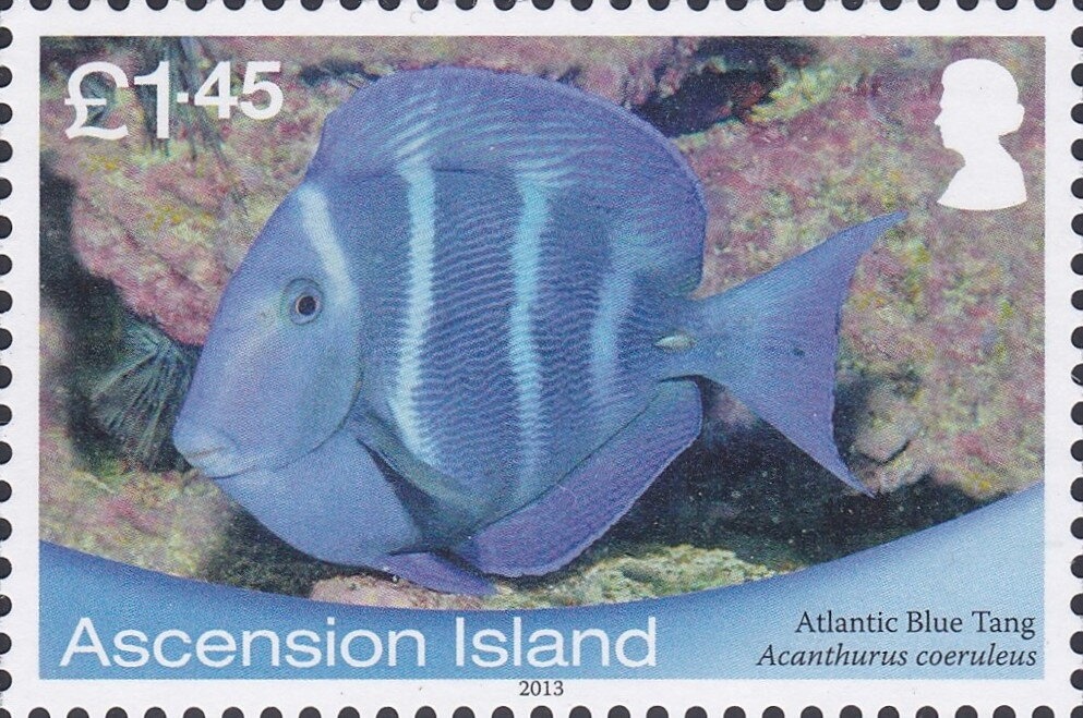 Golden Shouldered Parrot (Psephotellus chrysopterygius)