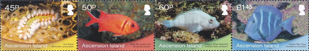 Joost Horward: Burrowing Owls (Athene cunicularia)