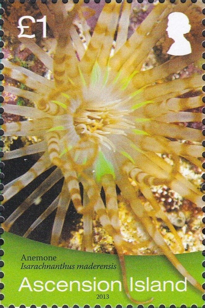 Zebra Finch (Taeniopygia guttata)