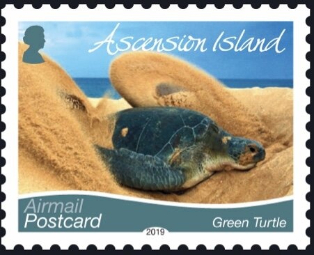 Longfin Crevalle Jack (Caranx fischeri)