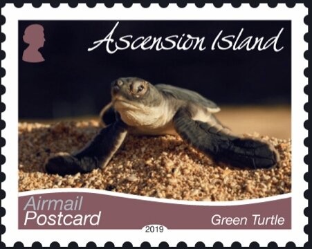 Casualty Evacuation, Vietnam and Disabled Veteran