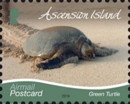 Duck-billed Platypus (Ornithorhynchus anatinus)