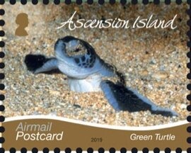 Black Noddy (Anous minutus)