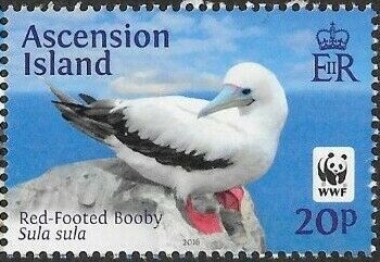 Cockroach (Blattaria periplaneta)