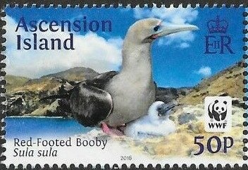 Golden Whistler (Pachycephala pectoralis)