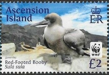 World Football Championship