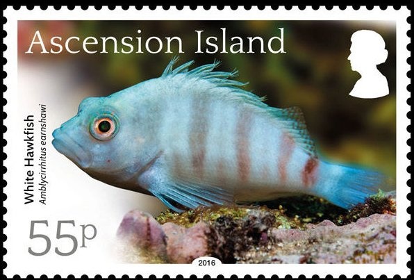 Orange-tipped Cowrie (Crenavolva leopardus)