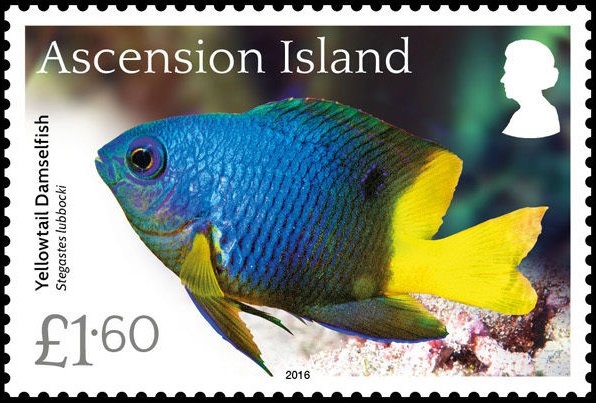 Snowy Egret (Egretta thula)