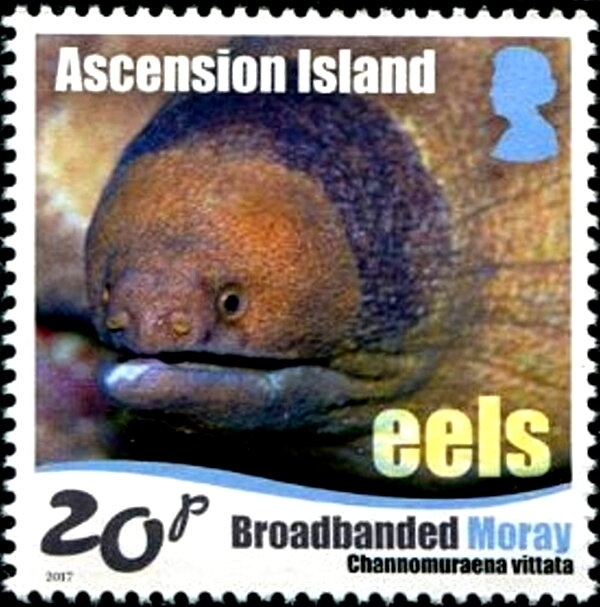 Keel-billed Toucan (Ramphastos sulfuratus)