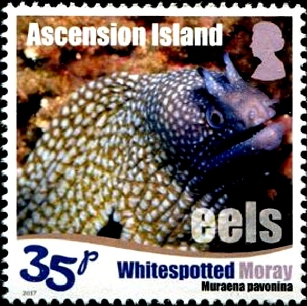 Australia Test Cricket- Umpire and Batsman