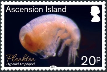 Galapagos Shark (Carcharhinus galapagensis)